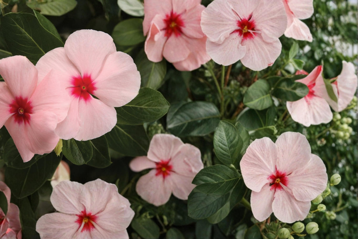 Apricot Vinca Seeds – Catharanthus roseus, Annual Flowering Plant, Heat Tolerant, Compact, Garden & Container Bed Plant