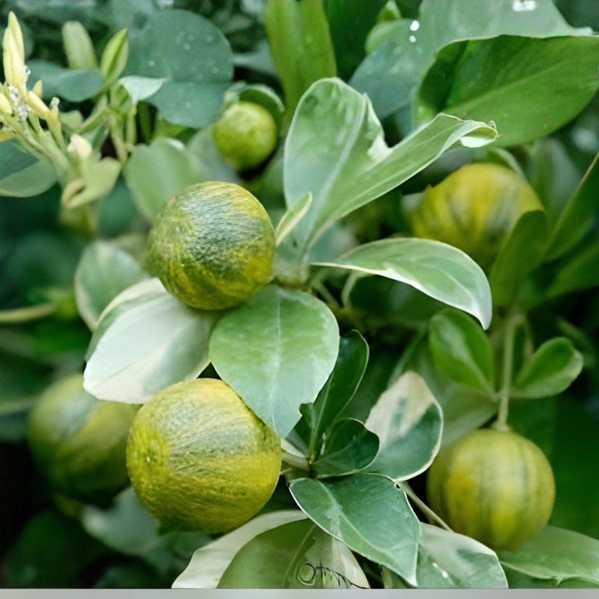 Rare Centennial Variegated Kumquat Cuttings – Striped Citrus Fruit Tree, Fortunella japonica, Edible & Ornamental, 3 Live Unrooted Cuttings