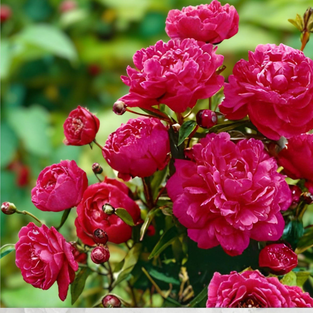 Kansas Peony Roots – 3 Double Pink Red Blooms Hardy Perennial Garden Plants (Paeonia lactiflora)