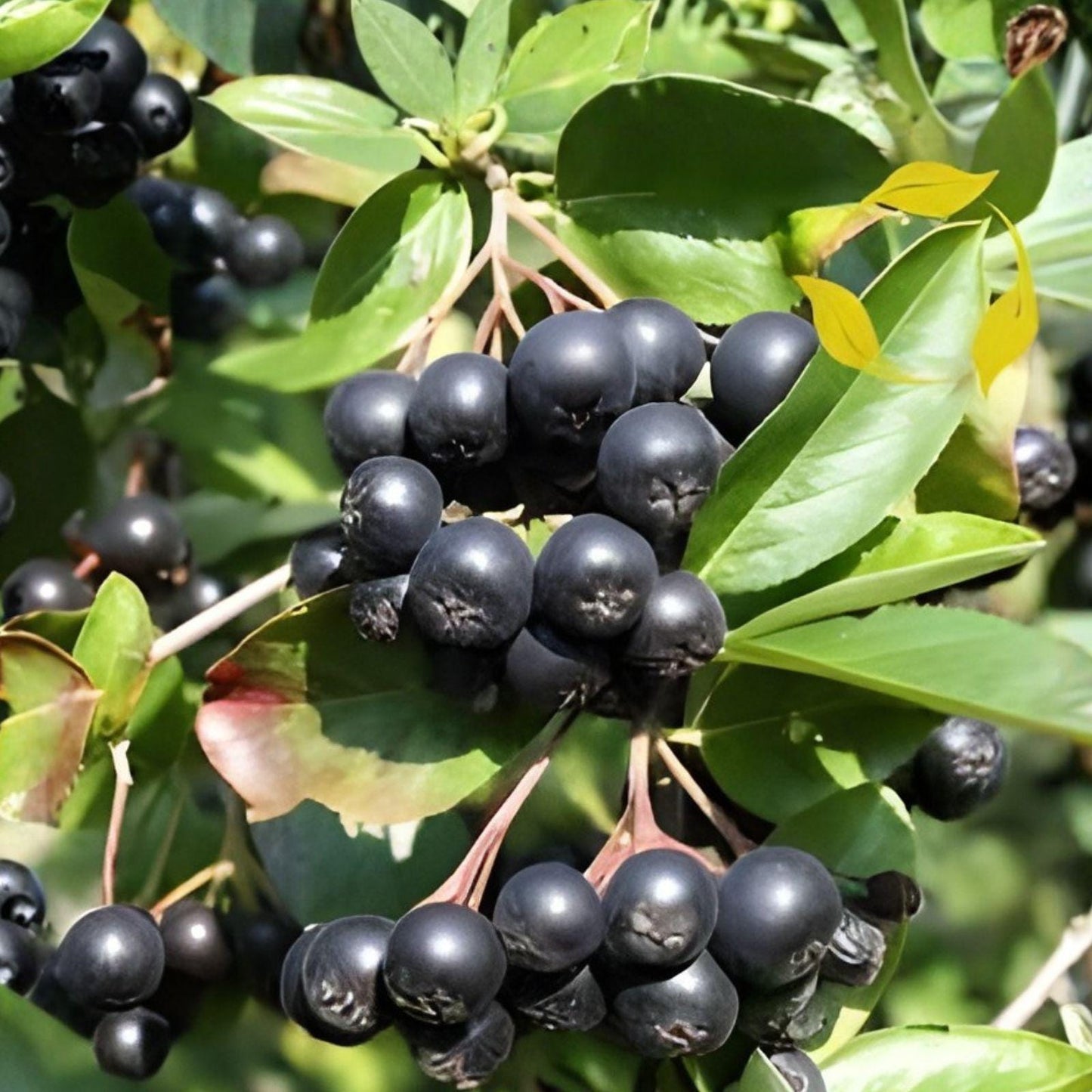 Black Chokeberry Cuttings – Aronia melanocarpa Fruit Shrub, 12 Live Unrooted Propagation Cuttings