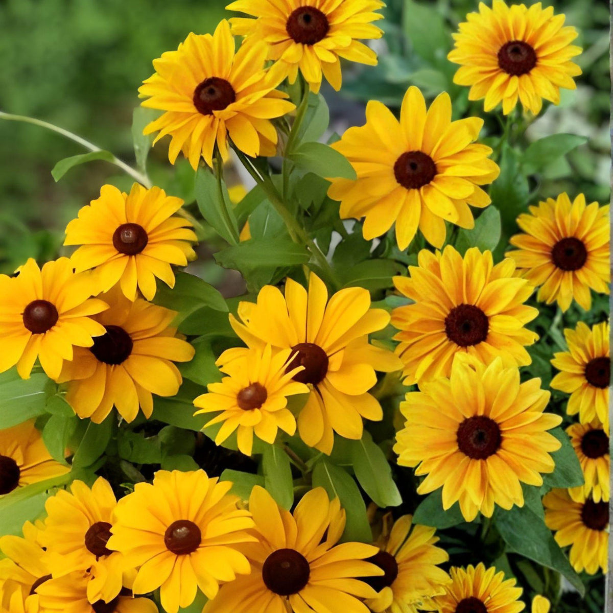 Black Eyed Susan Seeds – 400 Rudbeckia hirta Wildflower Seeds for Pollinator Gardens, Bright Yellow Daisy Flowers, Easy to Grow
