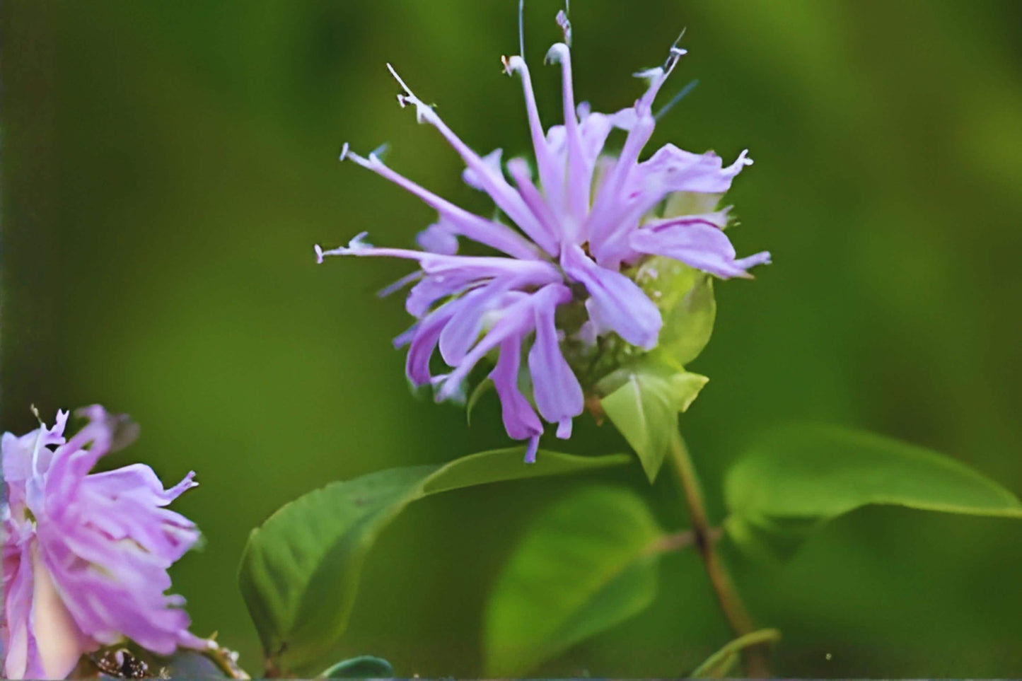 Purple Bergamot Bee Balm Seeds – Monarda media, Wildflower for Pollinators, Butterfly & Hummingbird Garden, Native Wildflower Seed Pack