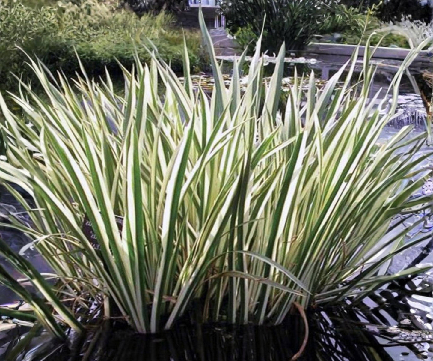 Variegated Sweet Flag Live Pond Plant – Acorus calamus ‘Variegatus’ – Hardy Aquatic Marginal with Green White Foliage