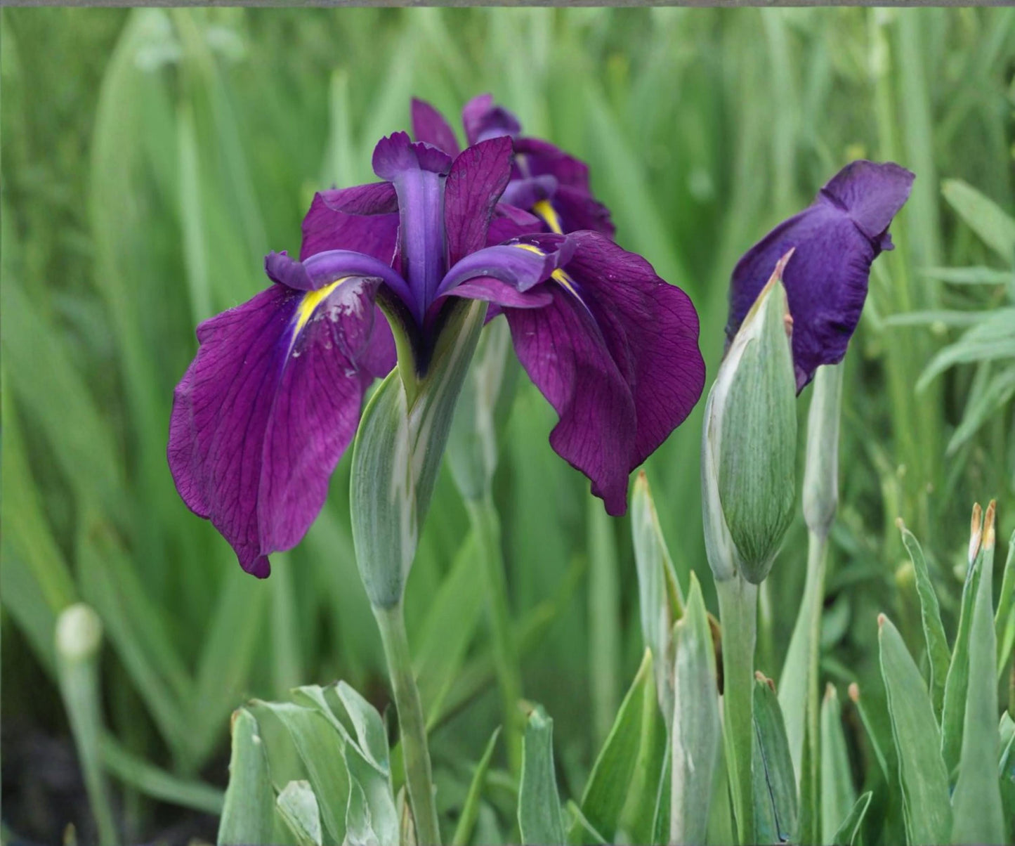 Variegated Japanese Iris Live Pond Plant – Iris kaempferi Variegata – Hardy Aquatic Marginal with Purple Flowers, Bog and Water Garden Plant