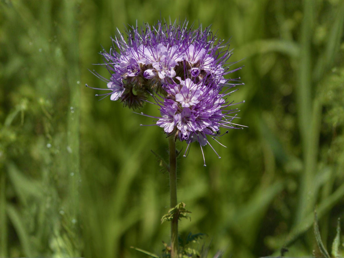 Lacy Phacelia Seeds – Heirloom Non-GMO Wildflower for Garden, Pollinator Planting, Phacelia tanacetifolia, 100 Seeds