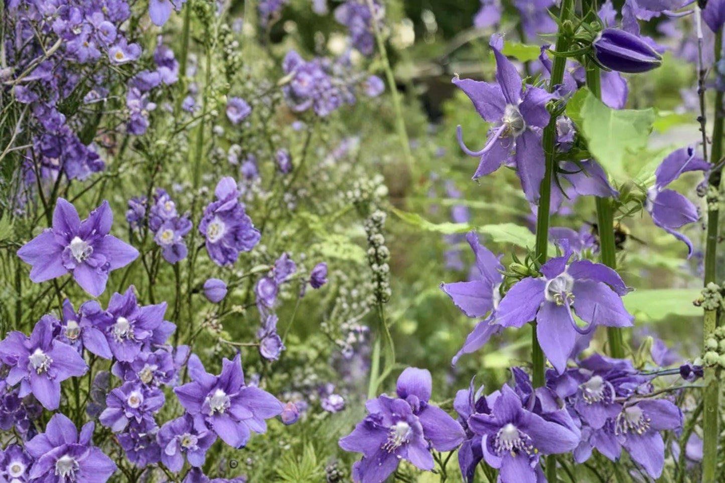 Tall Bellflower Seeds – Campanula americana, Blue Star-Shaped Flowers, Native Perennial, Woodland & Meadow Gardens, Pollinator Attracting