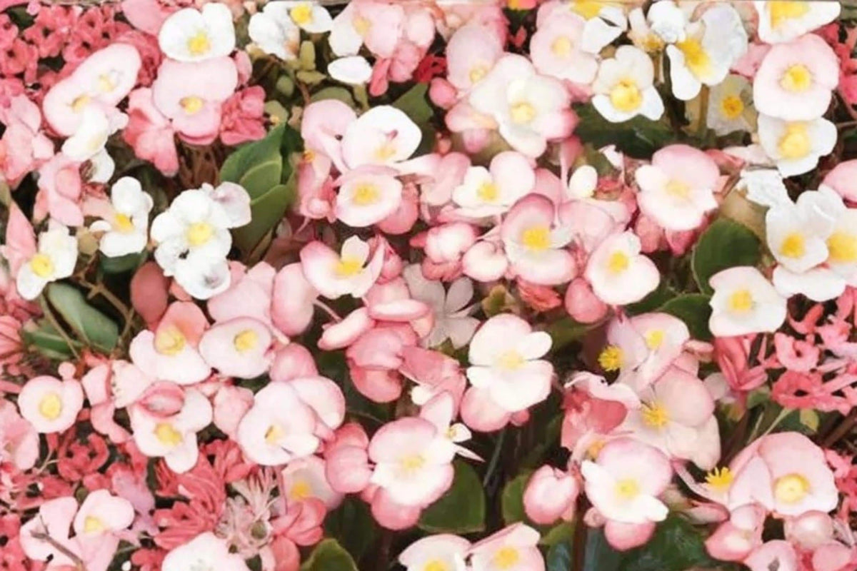 Rum Begonia Seeds – Begonia semperflorens, White flowers with red edge, Fibrous-rooted annual for garden beds and containers