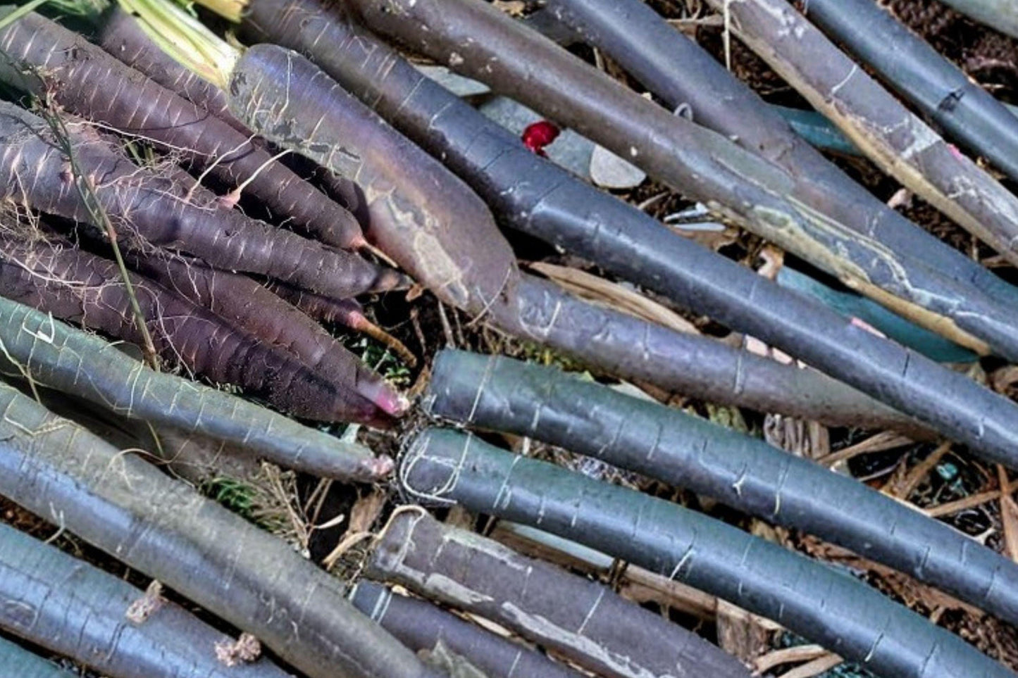 Black Nebula Carrot Seeds – Organic Non-GMO Heirloom Deep Purple Roots (100+)