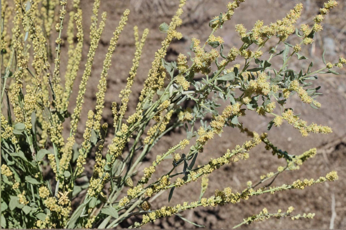 Shadscale Saltbush Seeds – Atriplex confertifolia – Drought Tolerant Desert Shrub for Arid Landscapes