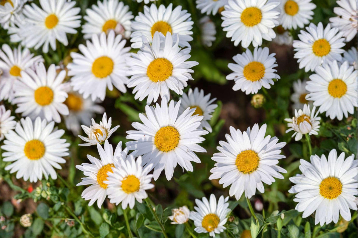 Shasta Daisy Seeds, Heirloom Perennial, White Blooms, Pollinator Friendly, Cut Flower, Bellis perennis