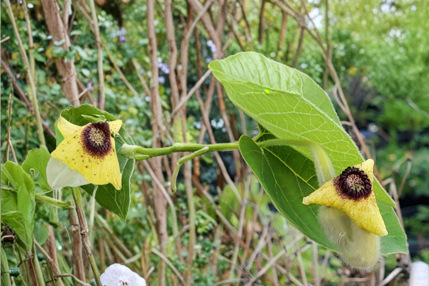 Woolly Dutchman's Pipevine Seeds – Aristolochia tomentosa Climbing Vine with Heart-Shaped Leaves and Pipe-Shaped Flowers