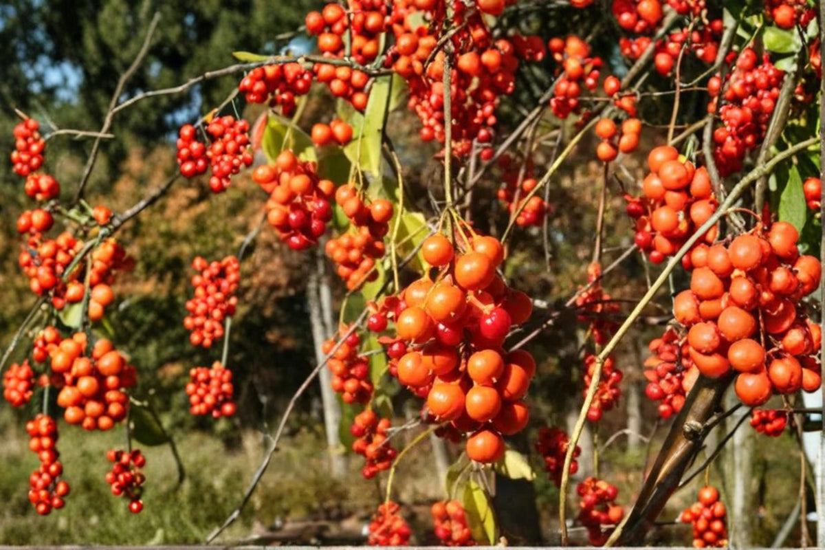 American Bittersweet Seeds – Celastrus scandens, Climbing Vine with Orange Berries, Native Deciduous Vine for Trellises & Gardens