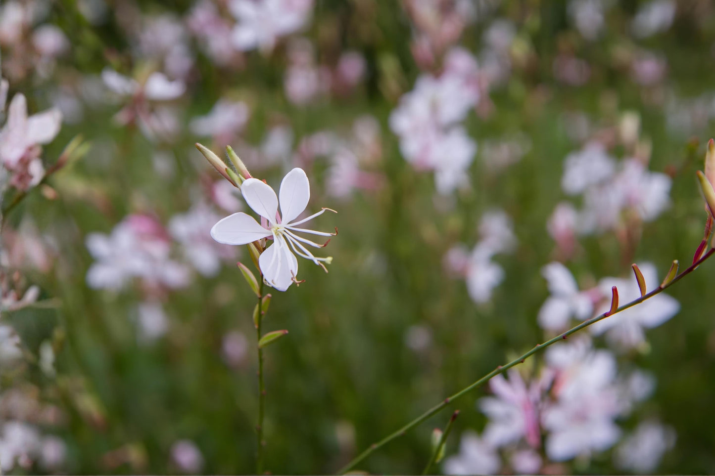 Biennial Beeblossom Seeds, Native Wildflower, Gaura biennis, Drought Tolerant, Pollinator Attracting, Meadow & Prairie Planting