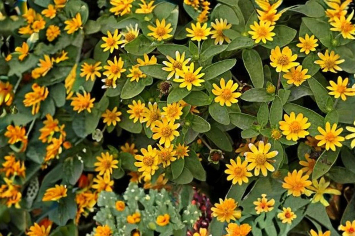 Creeping Zinnia Seeds 100 Sanvitalia procumbens Groundcover Annual Yellow Daisy Flowers