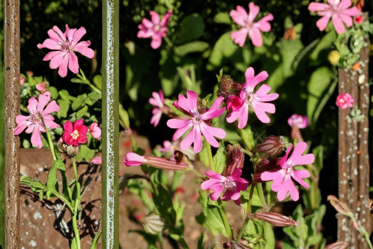 Nodding Catchfly Seeds, Silene pendula, Pink Flowers, Herbaceous Annual, Compact Plant for Borders & Containers