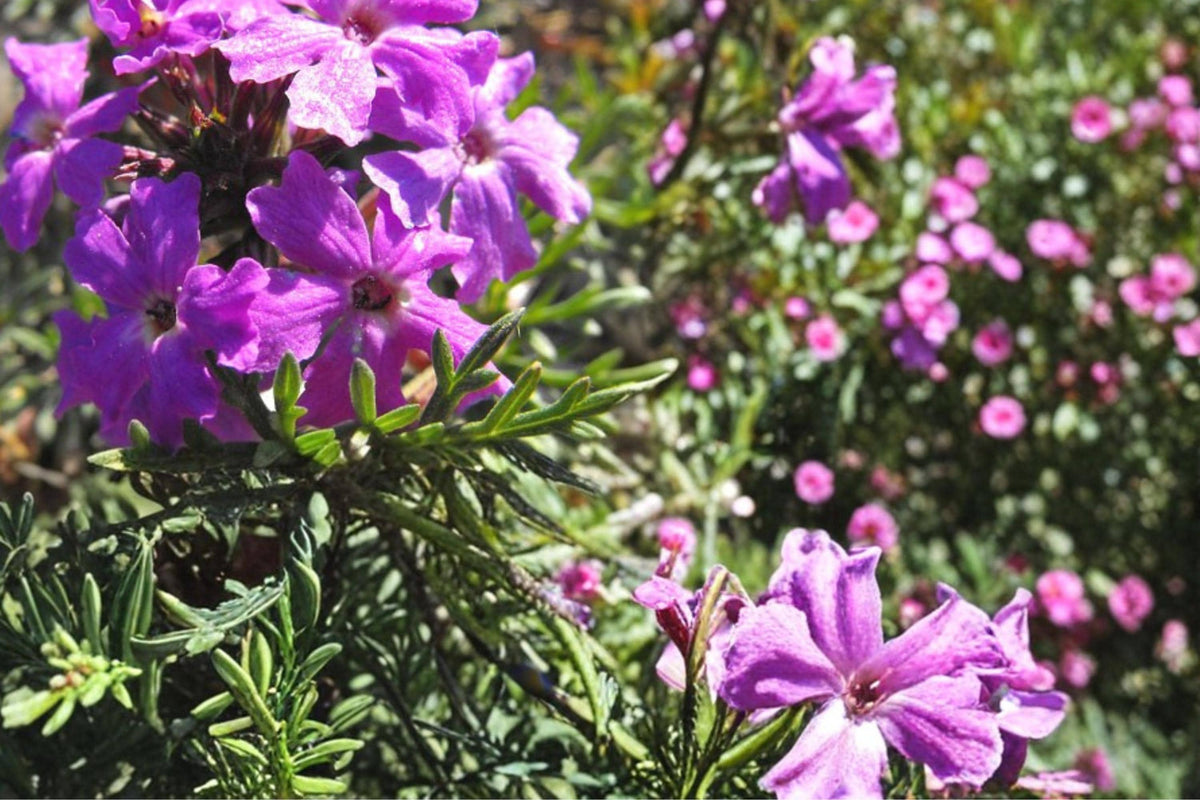 Moss Verbena Seeds 100 Pack – Verbena tenuisecta Purple Flower Groundcover Herbaceous Perennial