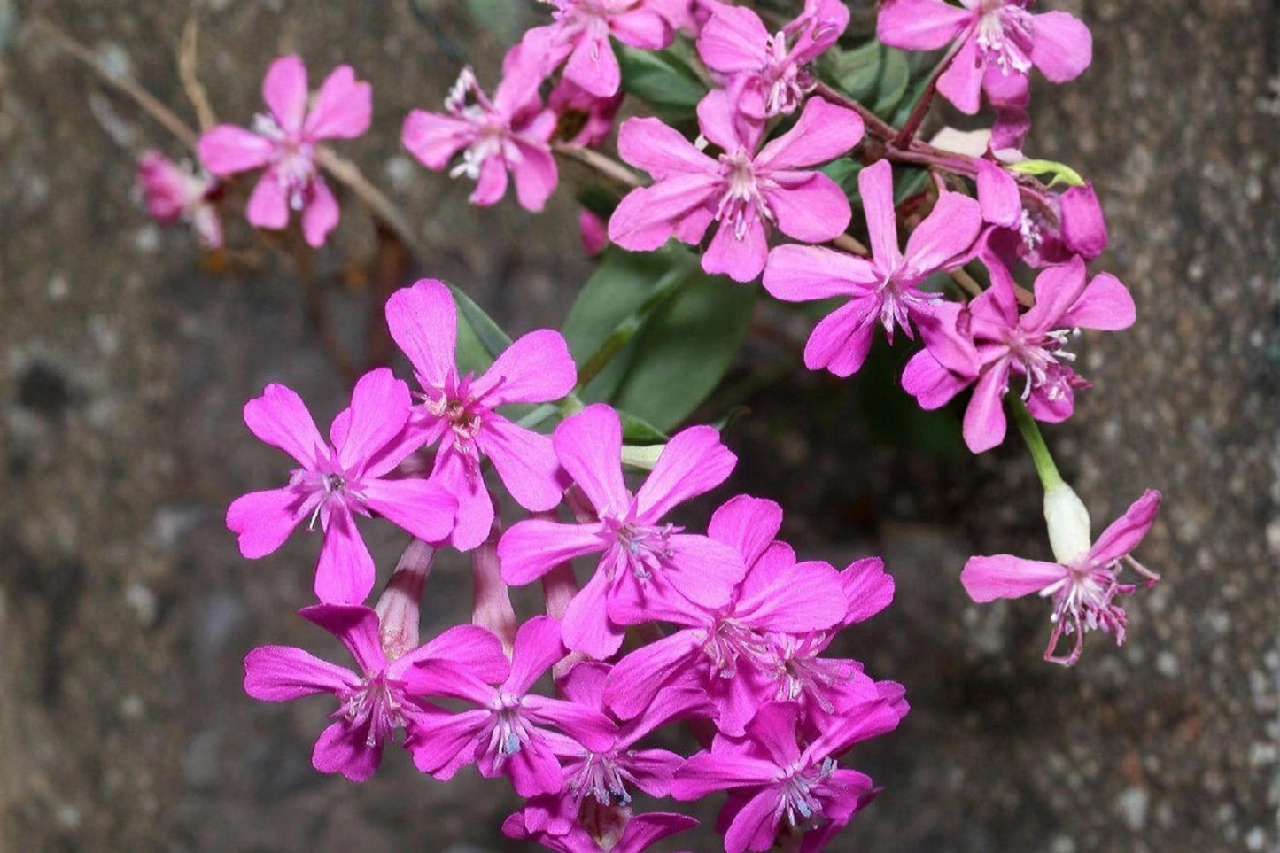 None So Pretty Catchfly Seeds – Silene armeria, Bright Pink Flower Clusters, Herbaceous Annual for Borders & Containers
