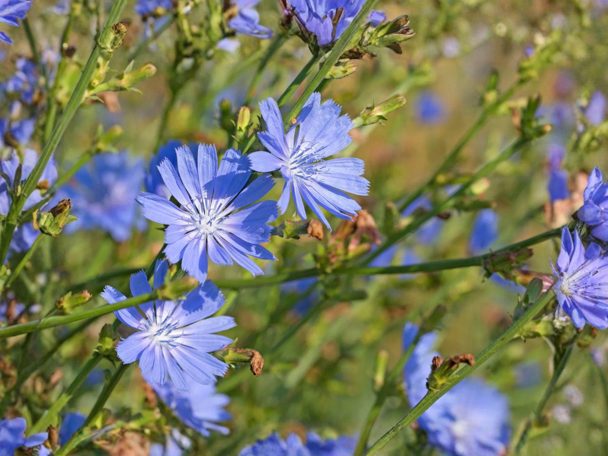 Blue Chicory Flower Seeds | Cichorium Intybus | Bright Blue, Perennial Garden Plant, 100 Seeds