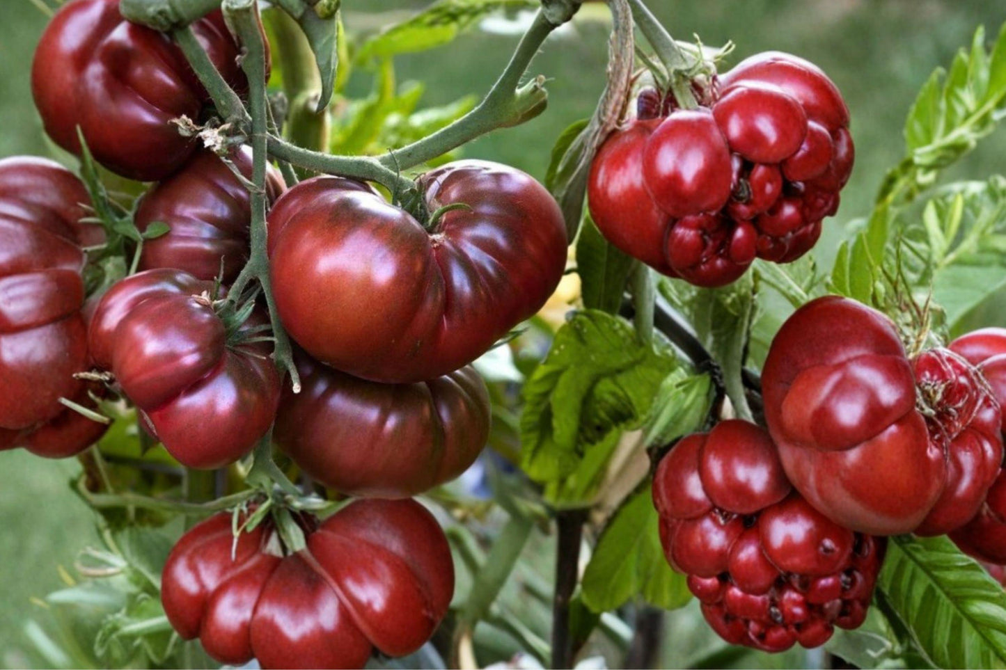 Black Brandywine Tomato Seeds - Heirloom Beefsteak, Dark Purple, Rich Flavor, Non-GMO Garden Seeds