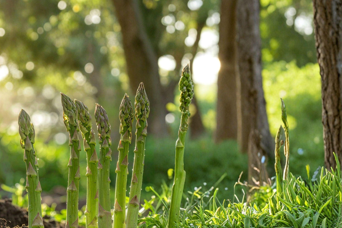 Mary Washington Asparagus Seeds - Organic Heirloom Perennial Vegetable for High Yield, Tender Spears, Easy Grow