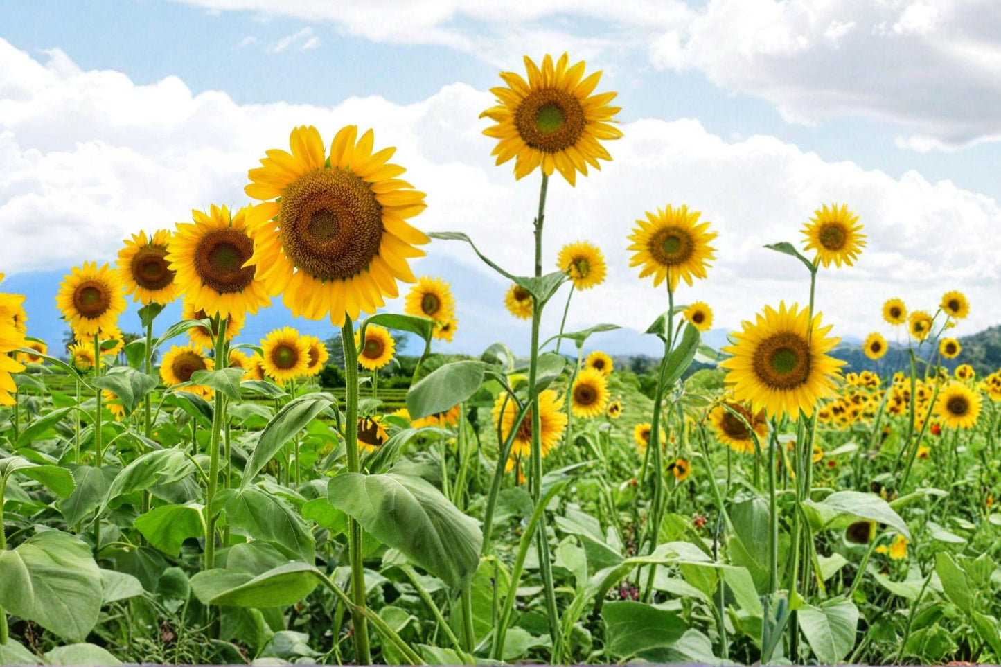 Mammoth Grey Stripe Sunflower Seeds, Heirloom Variety, Tall Stems, High Yield Garden Flower, 25+ Seeds
