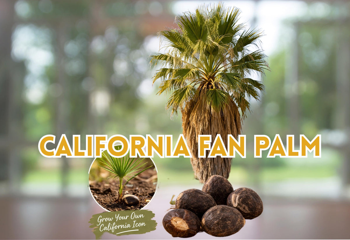 California Fan Palm Seeds – Washingtonia filifera – Hardy Desert Palm Tree – Drought Tolerant, Fast Germination, Planting Instructions