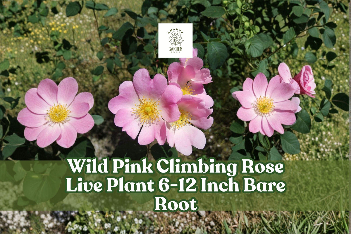 Wild Pink Climbing Rose Live Plant, 6-12 Inch Bare Root, Pink Flowering Vining Rose Rosa spp. for Garden Trellis & Fence