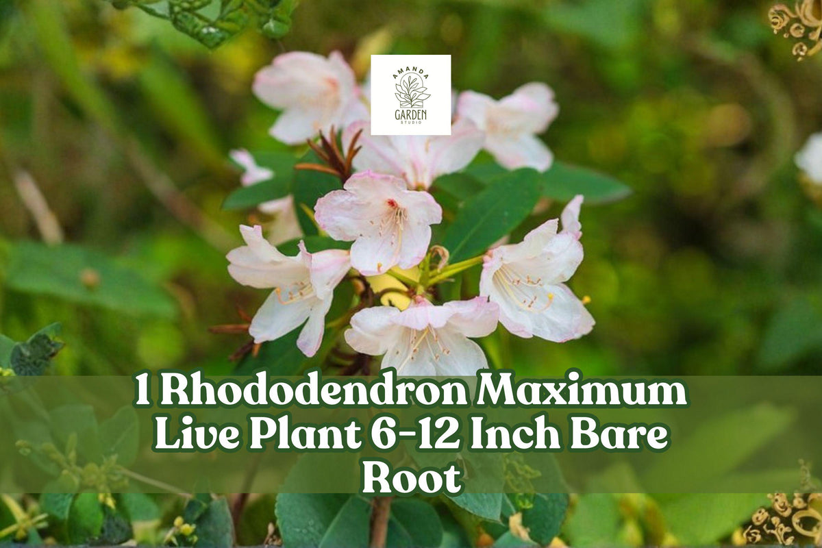 Rhododendron Maximum Live Plant | 6-12 Inch Bare Root Evergreen Shrub with White-Pink Blooms | Garden, Border, Shade Plant