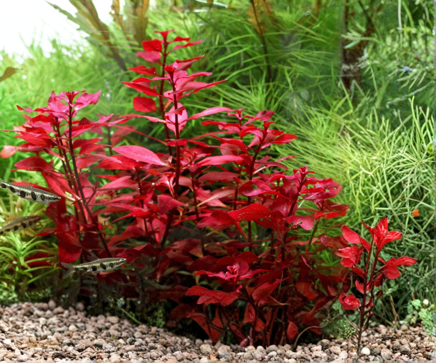 Ludwigia Repens Super Red Mini Aquarium Plant – Freshwater Stem, Potted, Vibrant Red Foliage