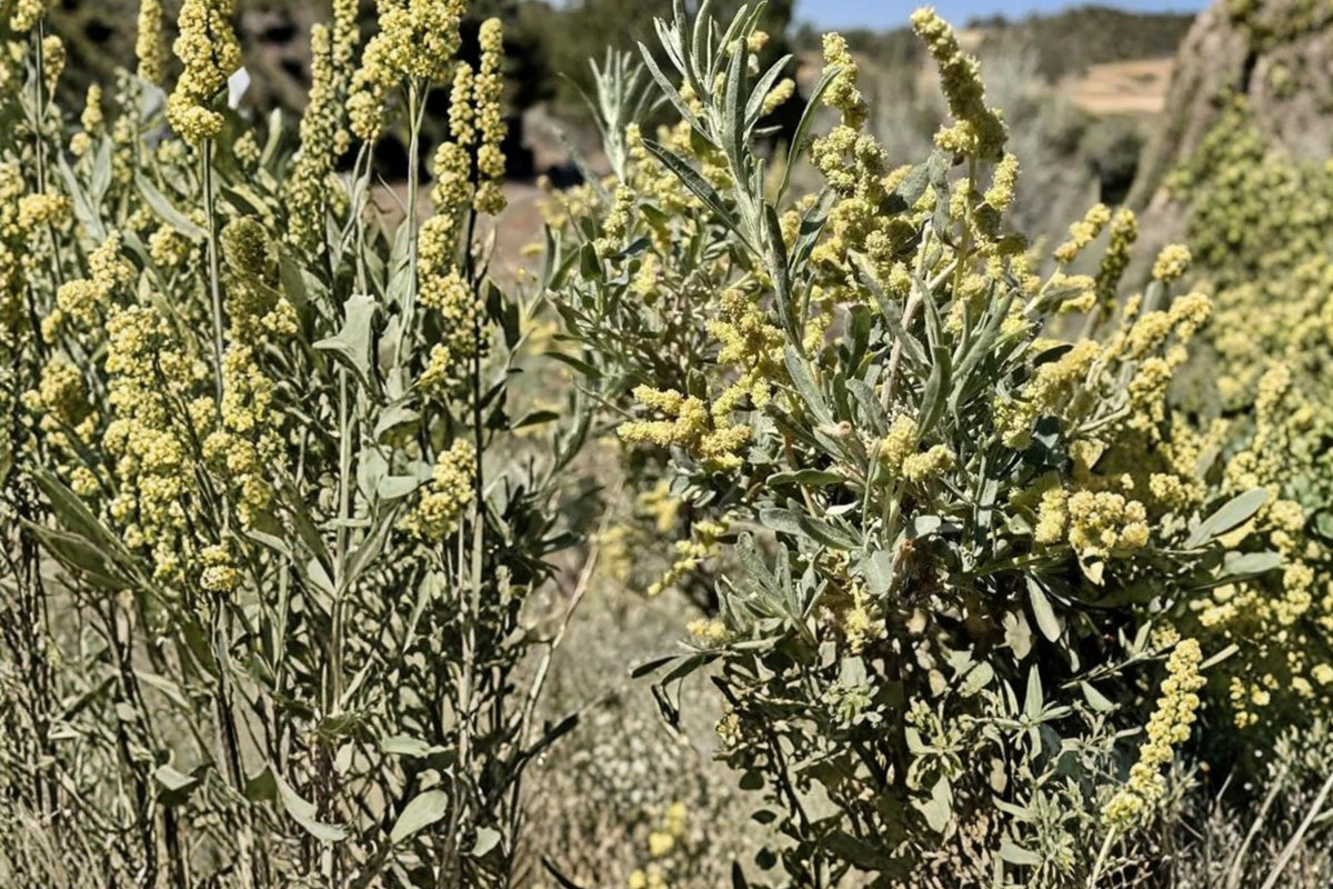Fourwing Saltbush Seeds – Atriplex canescens – Drought Tolerant Native Shrub for Arid Landscapes