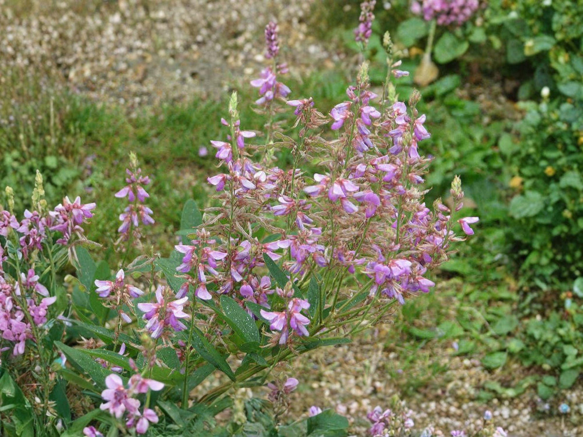 Showy Tick Trefoil Seeds | Desmodium canadense Flowering Plant | Pink to Rosy-Purple Blooms | Perennial Garden Seeds