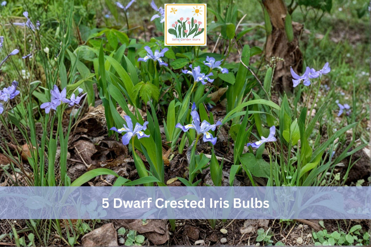 Dwarf Crested Iris Bulbs, 5 Pack, Blue Purple Flowers, Iris cristata, Shade Garden Perennial, Low-Growing Woodland Flower