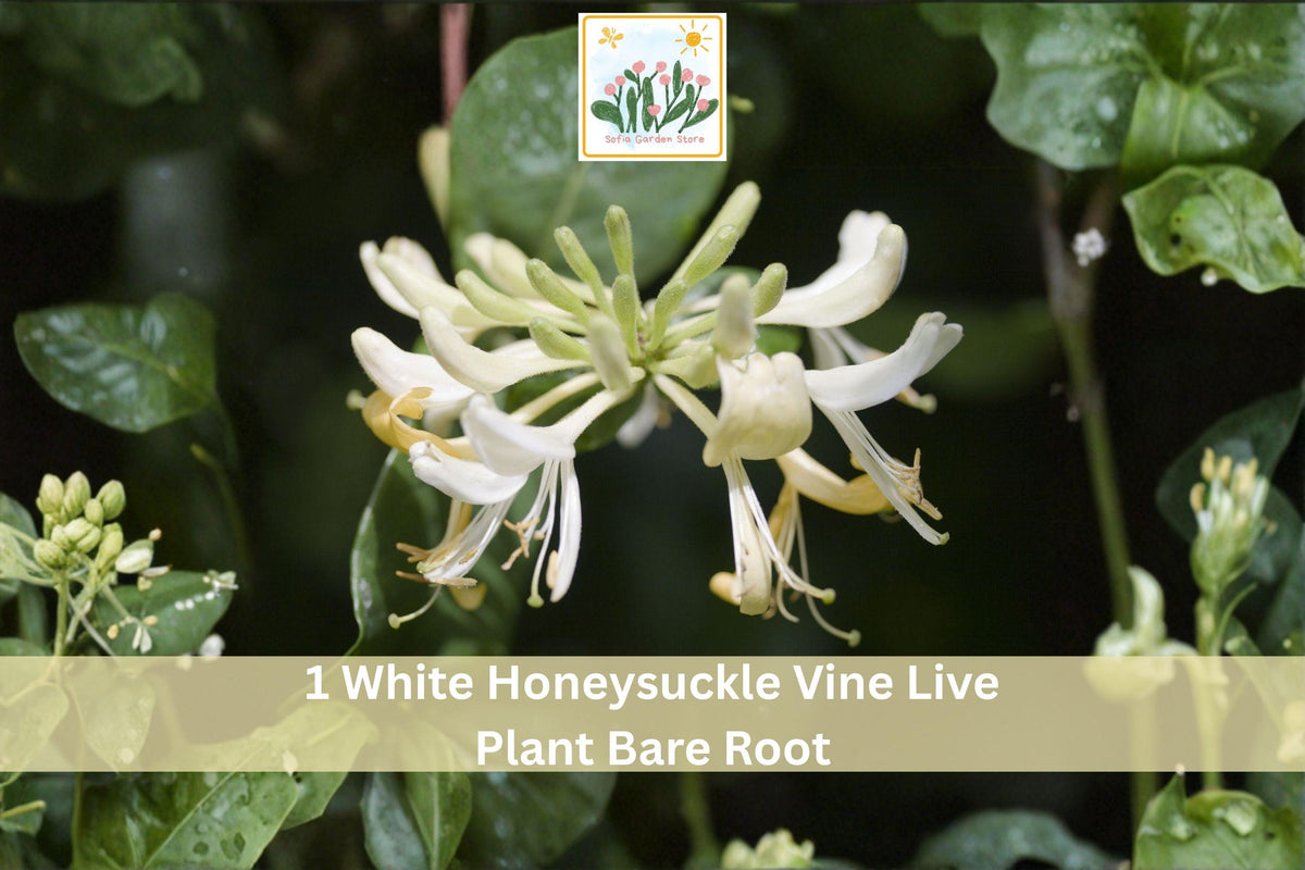 White Honeysuckle Vine Bare Root Climbing Plant, Fragrant White Blooms, Lonicera spp., Garden Trellis Fence Outdoor