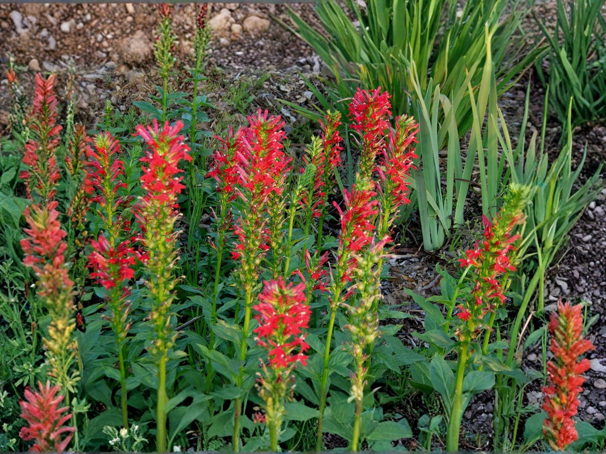 Cardinal Flower Seeds | Lobelia cardinalis Red | Perennial Garden Plant | 100 Seeds