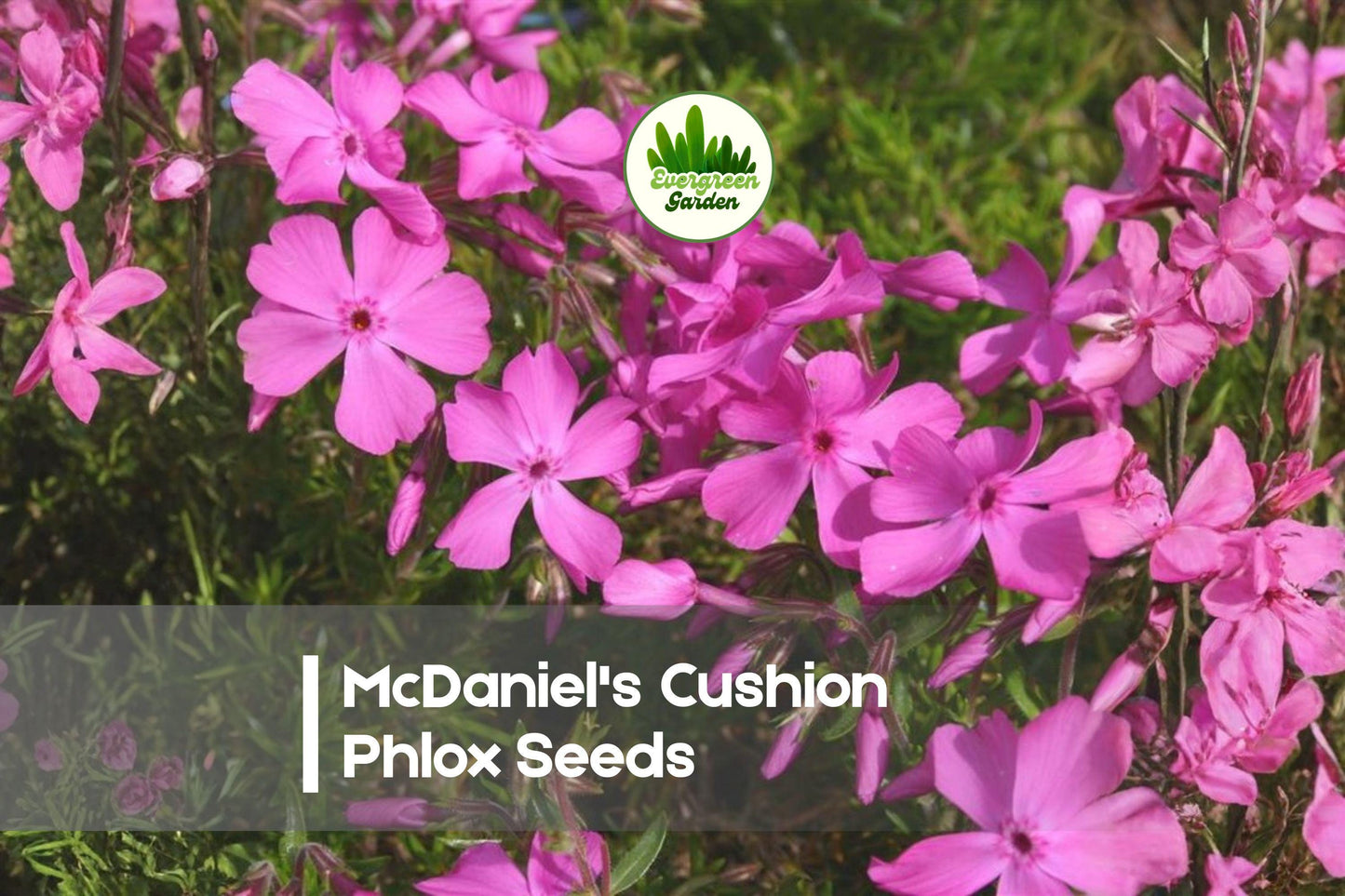 McDaniel's Cushion Phlox Seeds | Perennial Groundcover | Bright Pink Flowers | Phlox subulata for Borders, Rock Gardens & Slopes