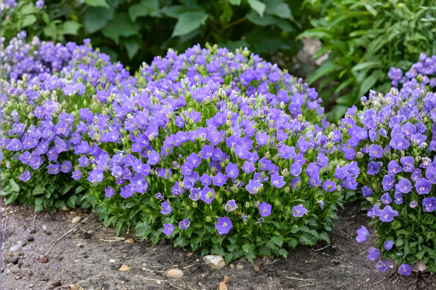 Tussock Bellflower Seeds 100 Pack, Campanula carpatica, Blue Violet Perennial for Borders, Rock Gardens & Containers