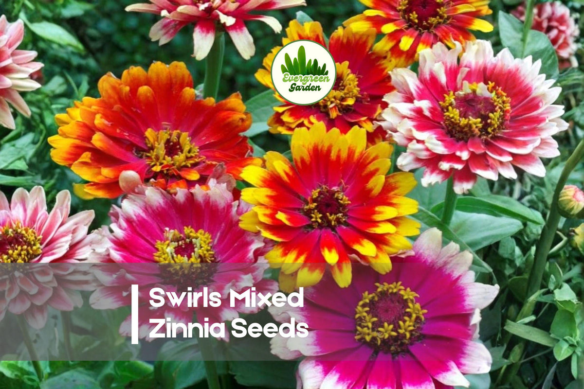 100 Swirls Mixed Zinnia Seeds | Vibrant Multicolored Flowers | Zinnia elegans | Annual Garden Flower