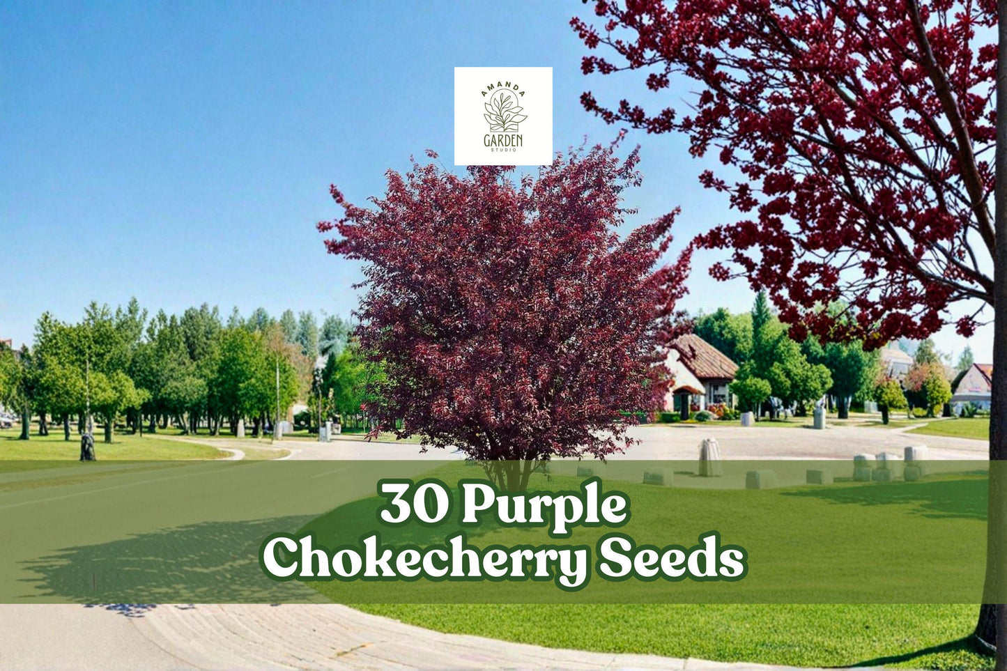 Purple Chokecherry Seeds – Prunus virginiana ‘Shubert’ Ornamental Tree for Landscaping, Shade, Privacy, Purple Foliage, 30 Seeds
