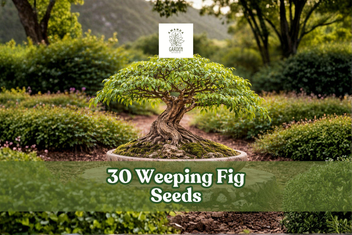Weeping Fig Seeds, Ficus benjamina, Indoor Bonsai Tree, Green Foliage, 30 Seeds