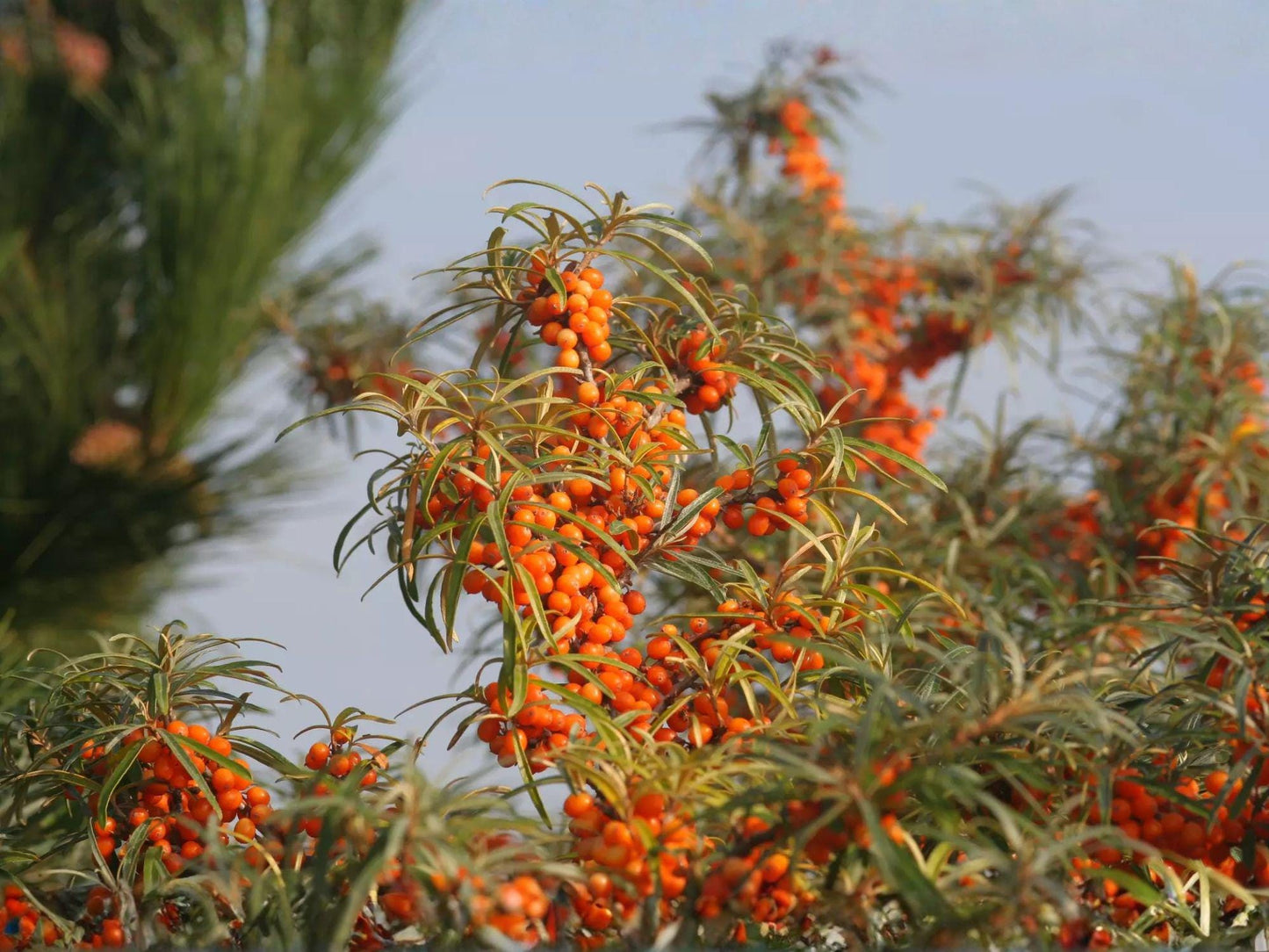 Sea Buckthorn Seeds, Heirloom, Non-GMO, Hippophae rhamnoides, Hardy Shrub for Permaculture, Natural Garden, Hedgerows, Drought Tolerant