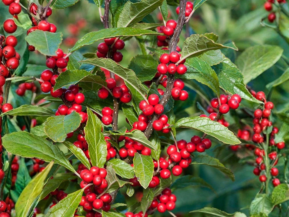 Winterberry Holly Seeds - Ilex verticillata Heirloom Red Berry Shrub for Garden Planting, Ornamental, Non-GMO, Seasonal Color
