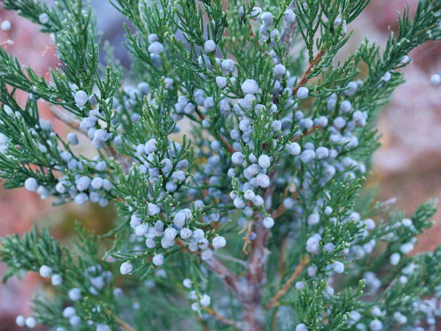 Common Juniper Seeds – Heirloom Evergreen Shrub for Landscaping, Hardy, Non-GMO, Juniperus communis