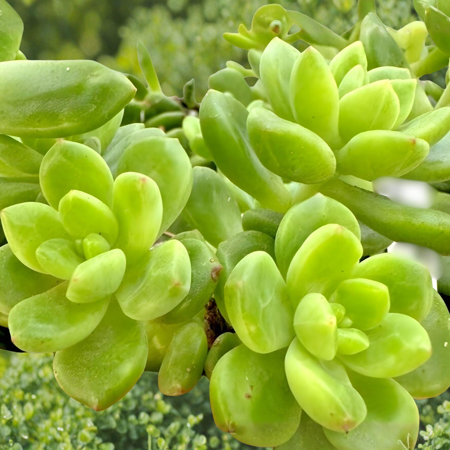 Sedum Alice Evans Cuttings – 5 Live Green Rosette Succulents, Trailing Ornamental Plant, Crassulaceae