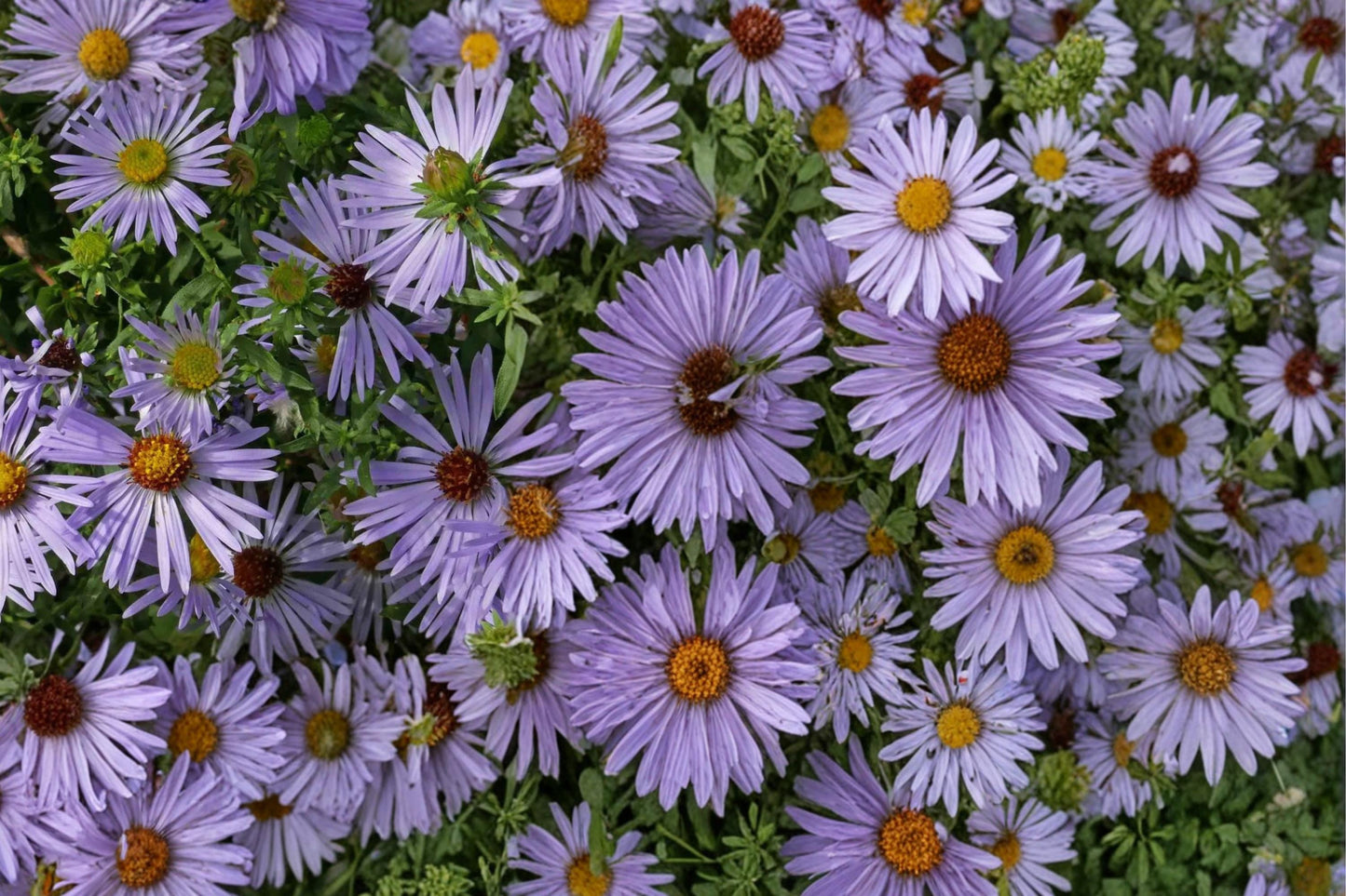 Aromatic Aster Seeds 100 Pack – Symphyotrichum oblongifolium – Purple Blue Daisy-Like Flowers – Drought Tolerant Perennial for Borders & Prairie Gardens