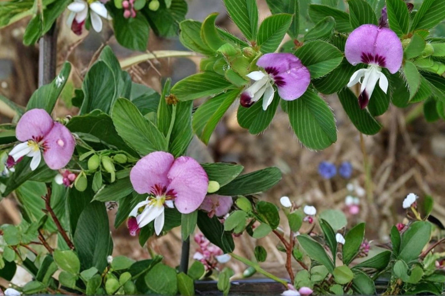 Korean Lespedeza Seeds – 100 Herbaceous Annual Legume with Pink to Purple Flowers – Groundcover, Erosion Control, Drought Tolerant Plant