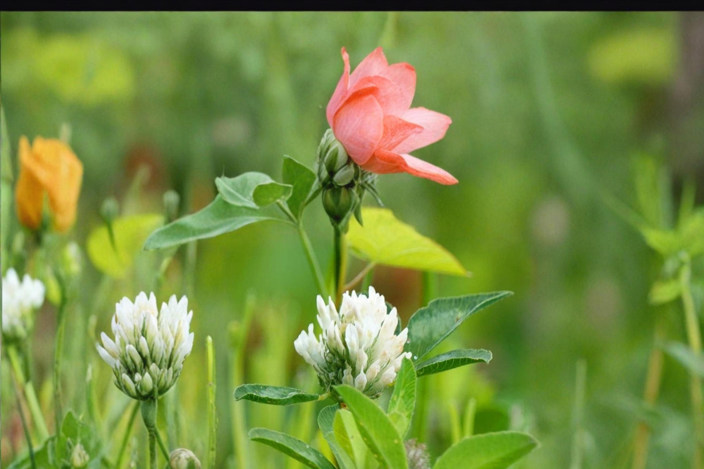 Berseem Clover Seeds 100 Pack – Trifolium alexandrinum Egyptian White Flower Annual Legume for Cover Crop & Forage