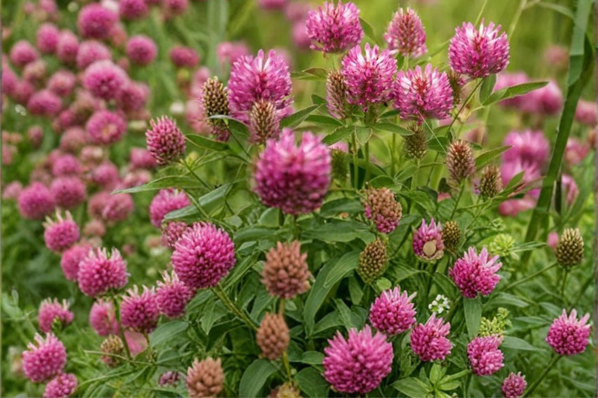 Red Clover Seeds – Trifolium pratense – Pink to Purple Flowering Legume for Meadows & Gardens – 100 Seeds