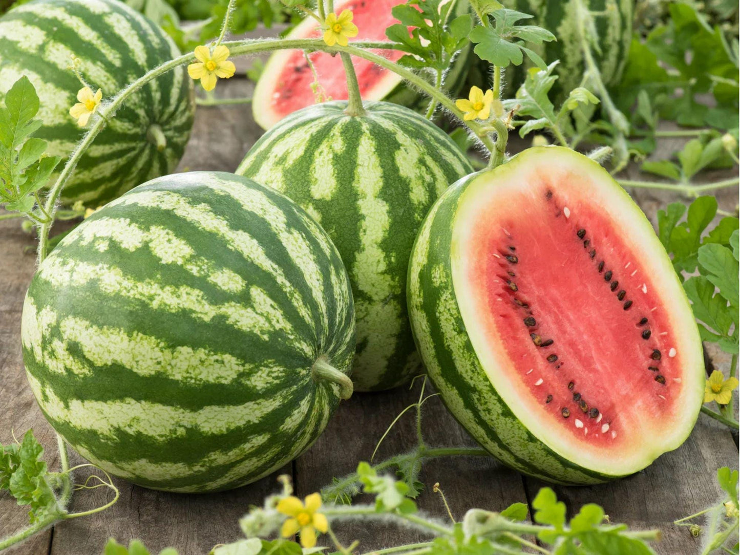 Crimson Sweet Watermelon Seeds – 10 Count, Striped Red Flesh, Garden Melon, Citrullus lanatus