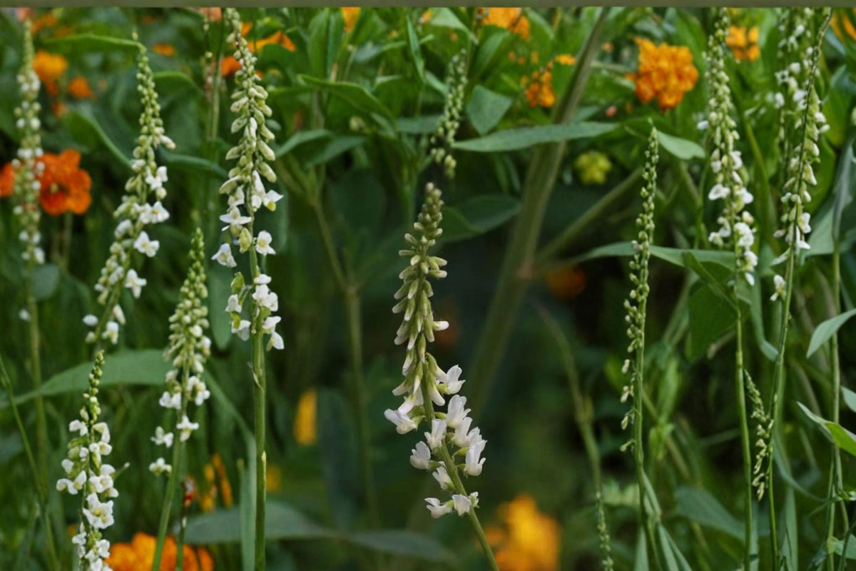 White Sweet Clover Seeds – Melilotus alba Herbaceous Legume for Meadows, Soil Improvement, Drought Tolerance, 100 Seeds