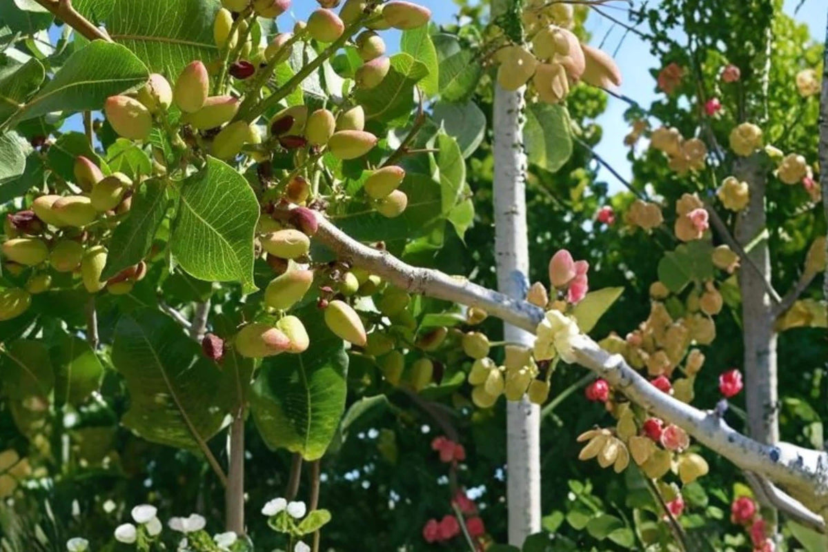 Pistachio Tree Seeds – Pistacia vera Nut Tree for Dry Climates, Edible Nuts, Full Sun, Well-Drained Soil